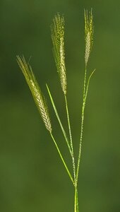 Halme plant agriculture