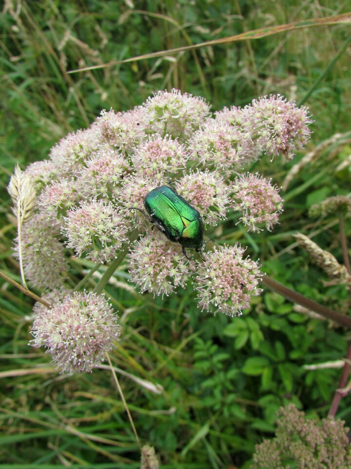 Beetle insect iridescent green