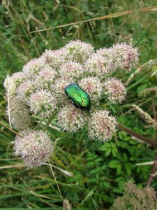 Beetle insect iridescent green