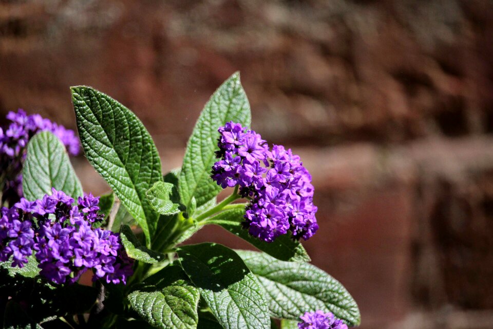 Flowers sun nature