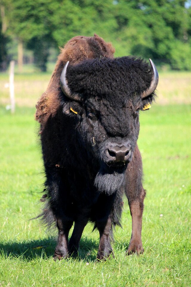 Beef buffalo imposing
