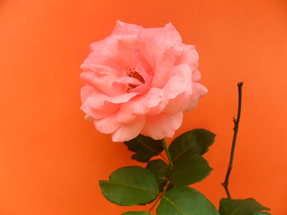 Nature leaf petal