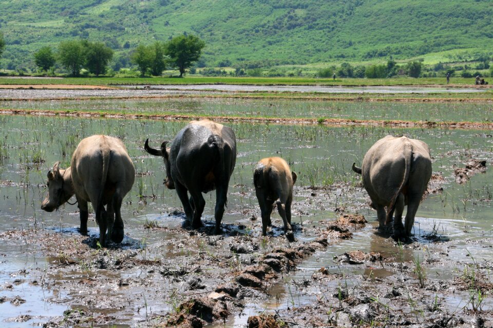 Countryside asia buffalo