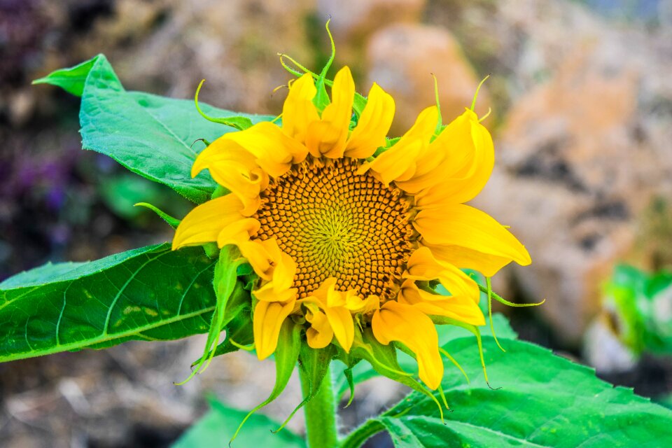 Flowers yellow nature