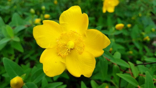 Yellow bloom hypericum calycinum photo