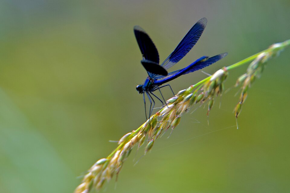 Mare insect odonate