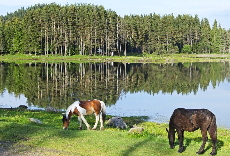 Lake reflection grazing
