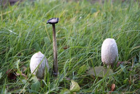 Toxic forest mushrooms meadow photo