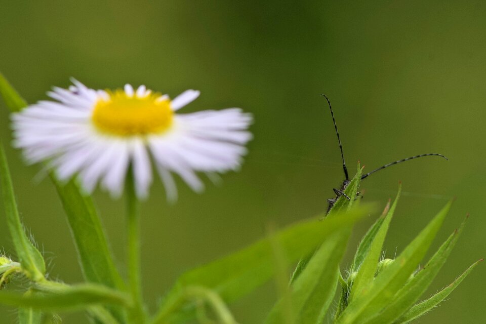 Hidden macro nature