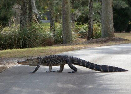 Reptile florida path