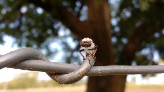 Nature animal entomology