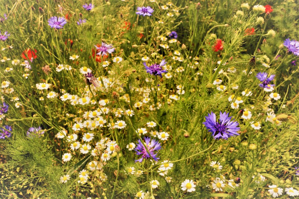 Nature poppy flower tourism