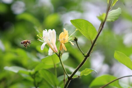 Biodiversity biology garden