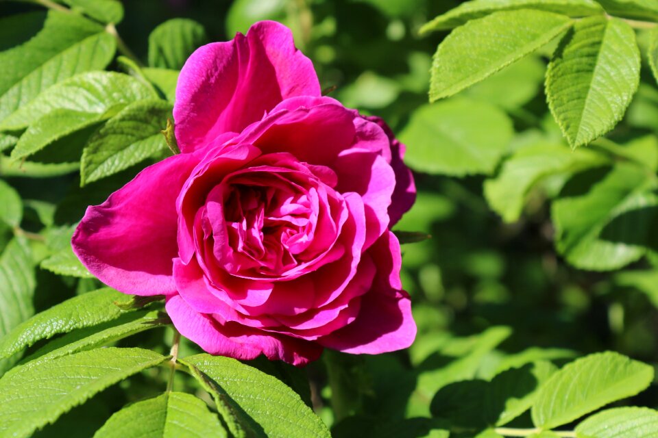 Flowering rosebud foliage