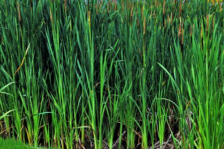 Pond vegetation at the court of