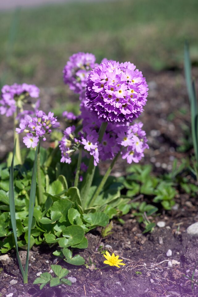 Purple flower blossom bloom photo