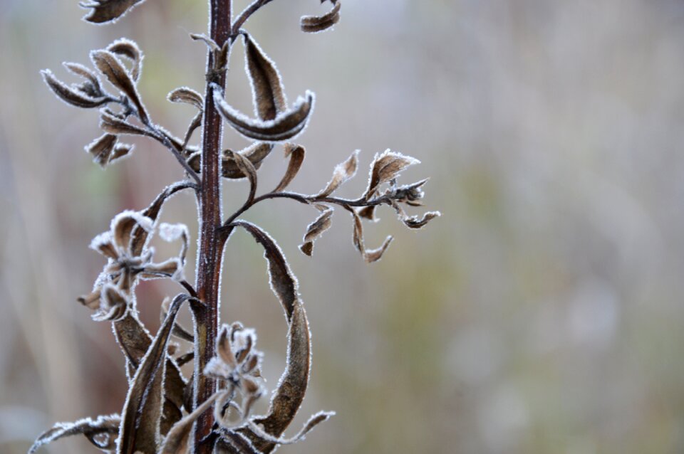 Rime the first frost cold