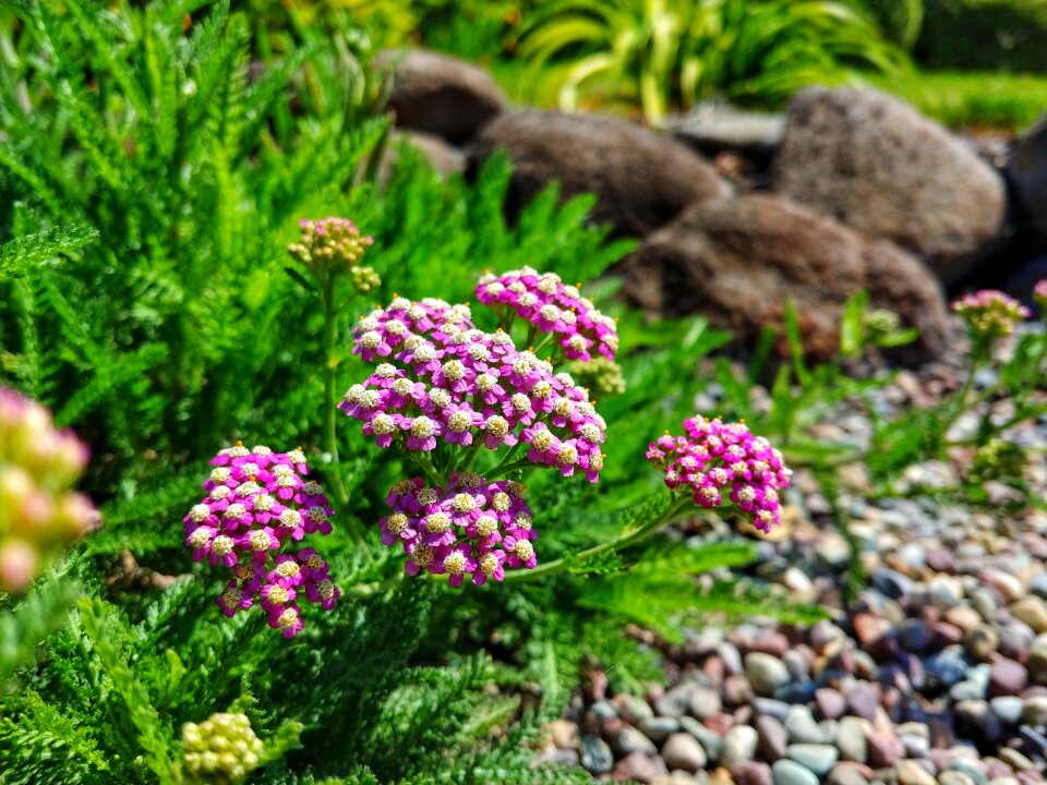 Ornamental trees natural flower garden
