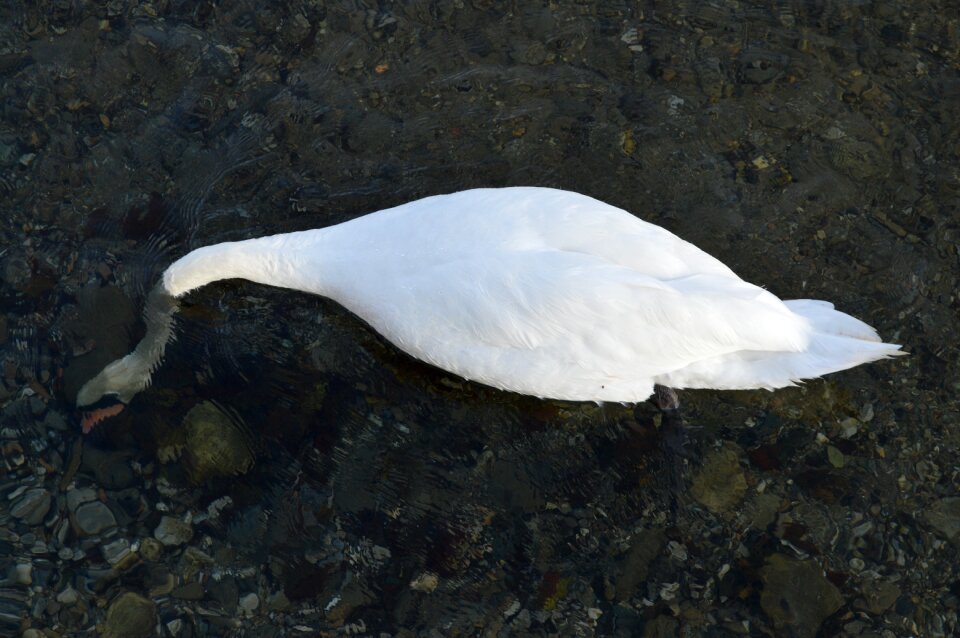 Swan immersed water