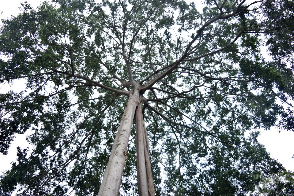 Tree green tree green