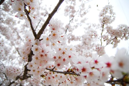 Flowers season nature photo