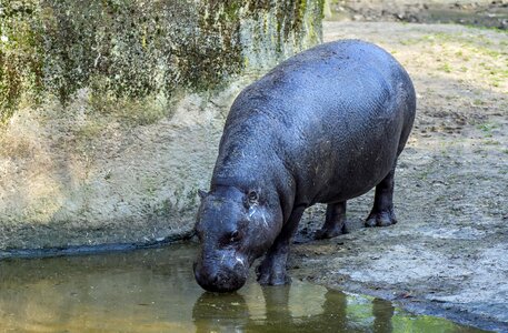 Zoo mammal hippo