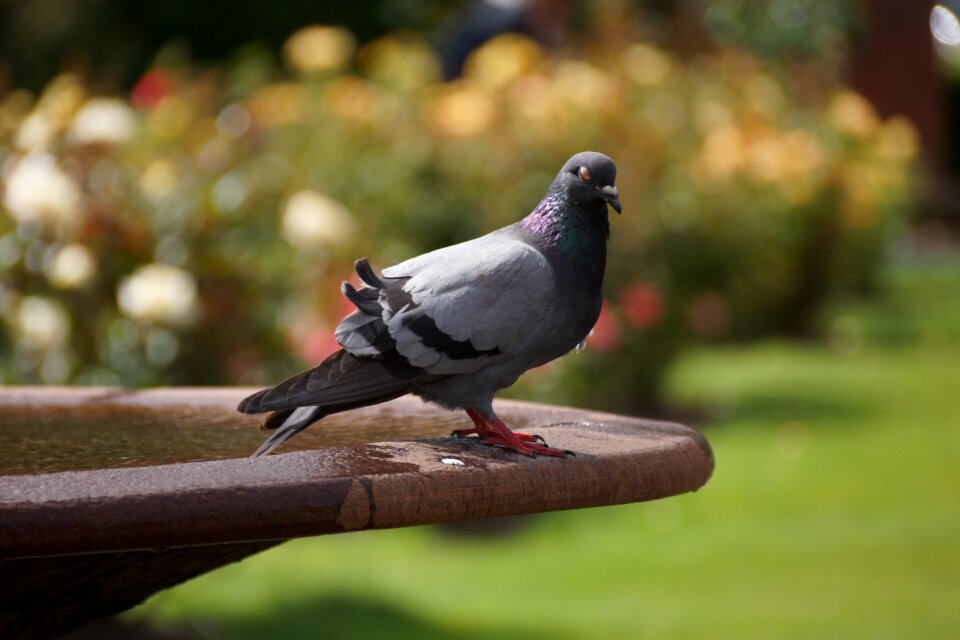 Nature bird
