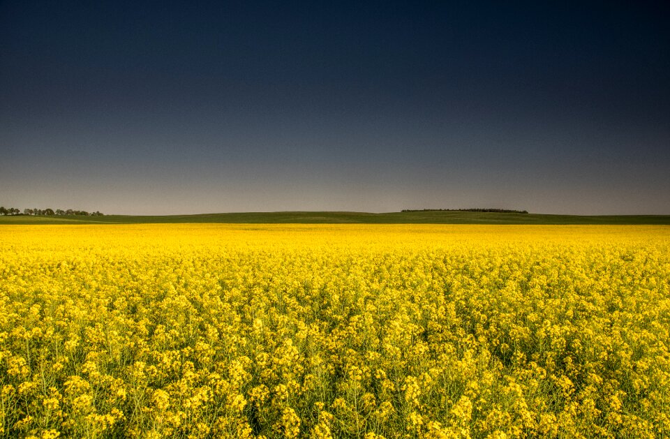 Dark sky agriculture yellow fields