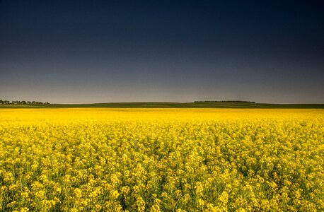 Dark sky agriculture yellow fields photo
