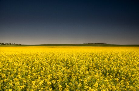Dark sky agriculture yellow fields