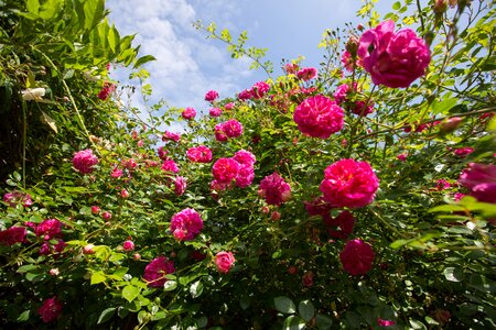 Garden roses rhs