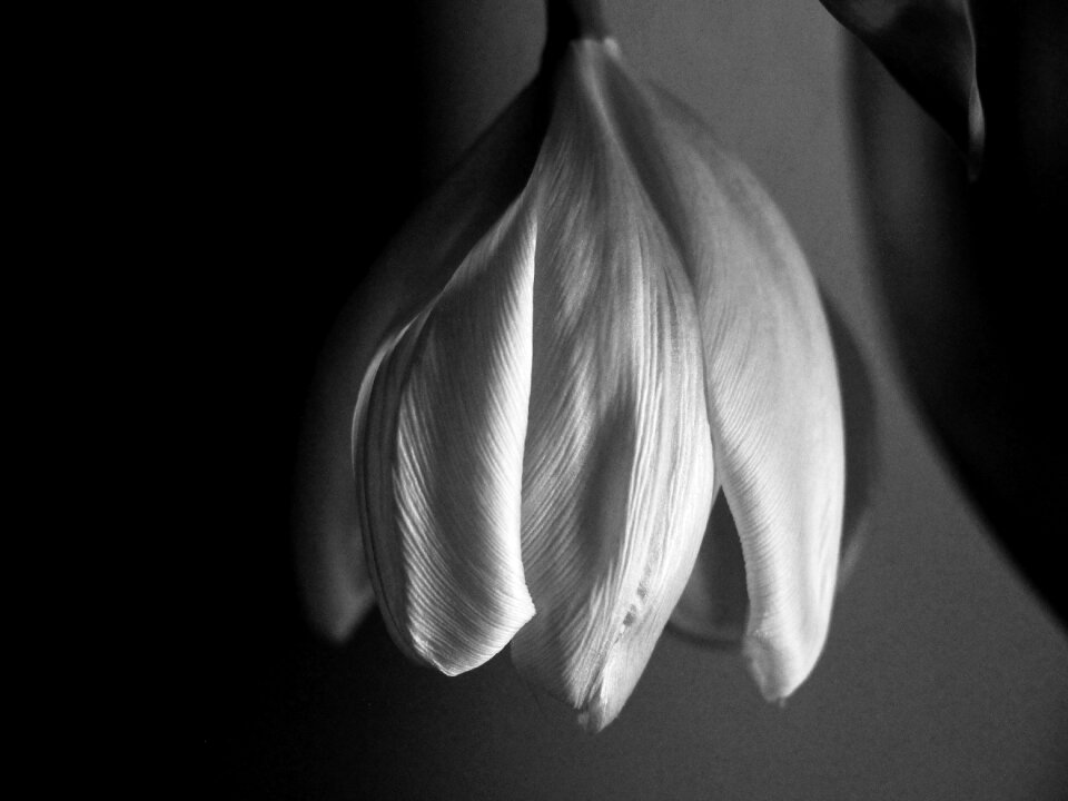 Black and white flower withered