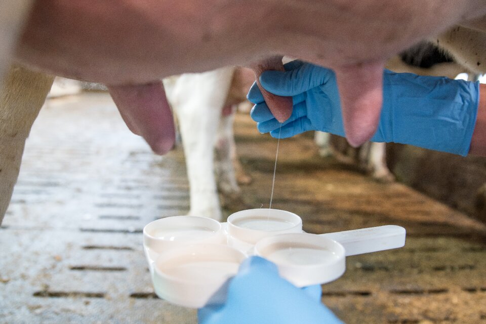 Vollmilch agriculture farm