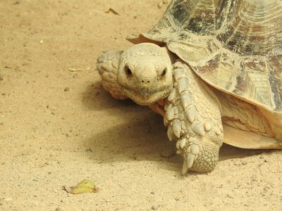 Sand rest animal