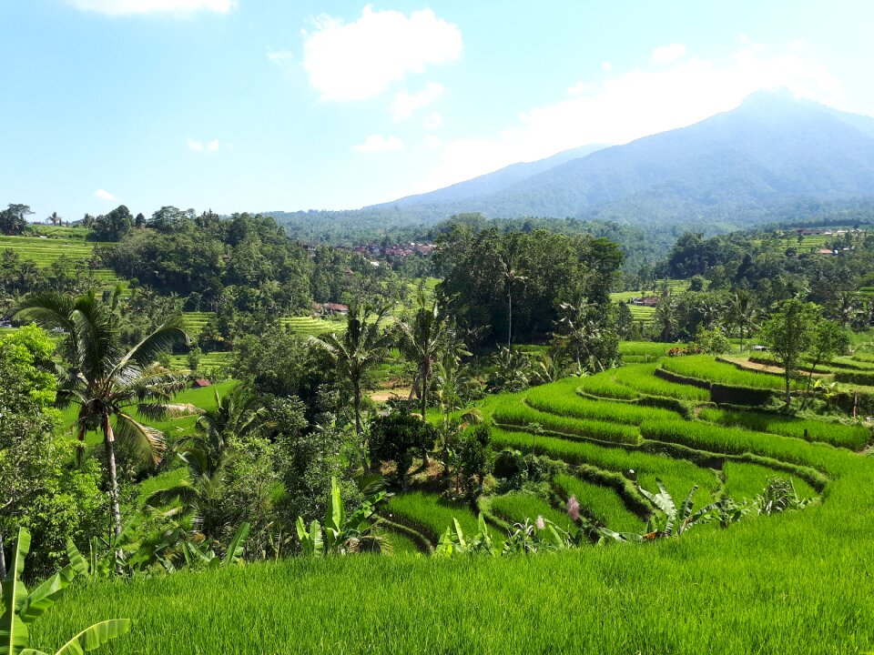 Rice paddies bali indonesia
