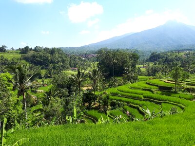 Rice paddies bali indonesia photo