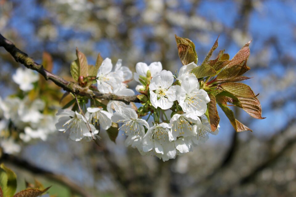 Cherry branch cherry blossom