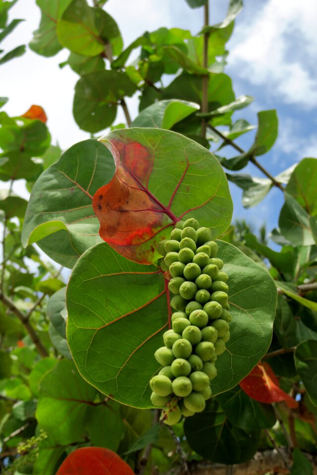 Beach grape grape green