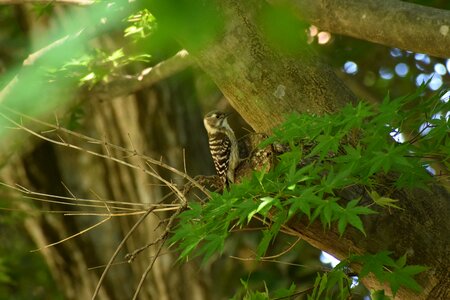 Sunbeams bird wild birds photo