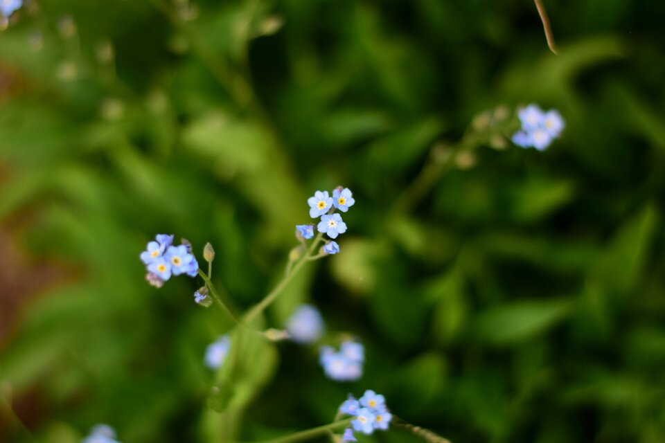 Green light blue flora photo