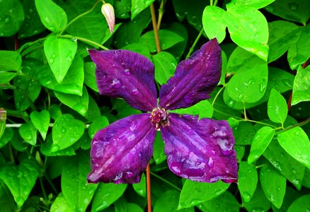 Closeup the petals creeper