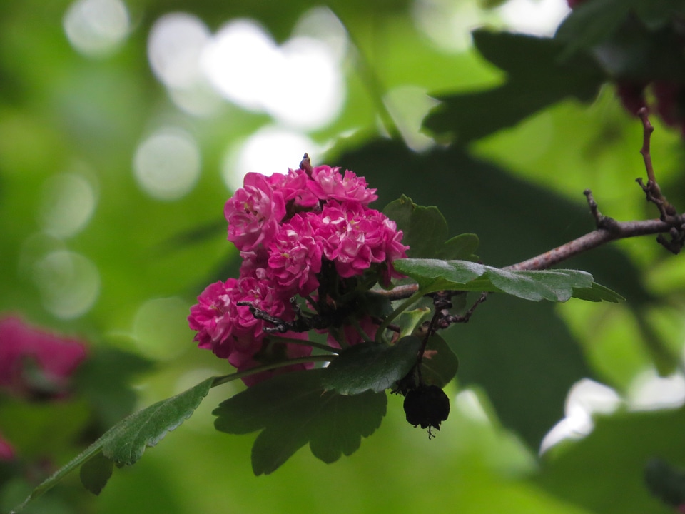 Nature backyard petals