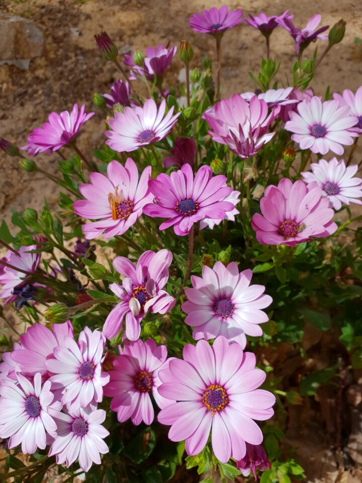Flores margaritas