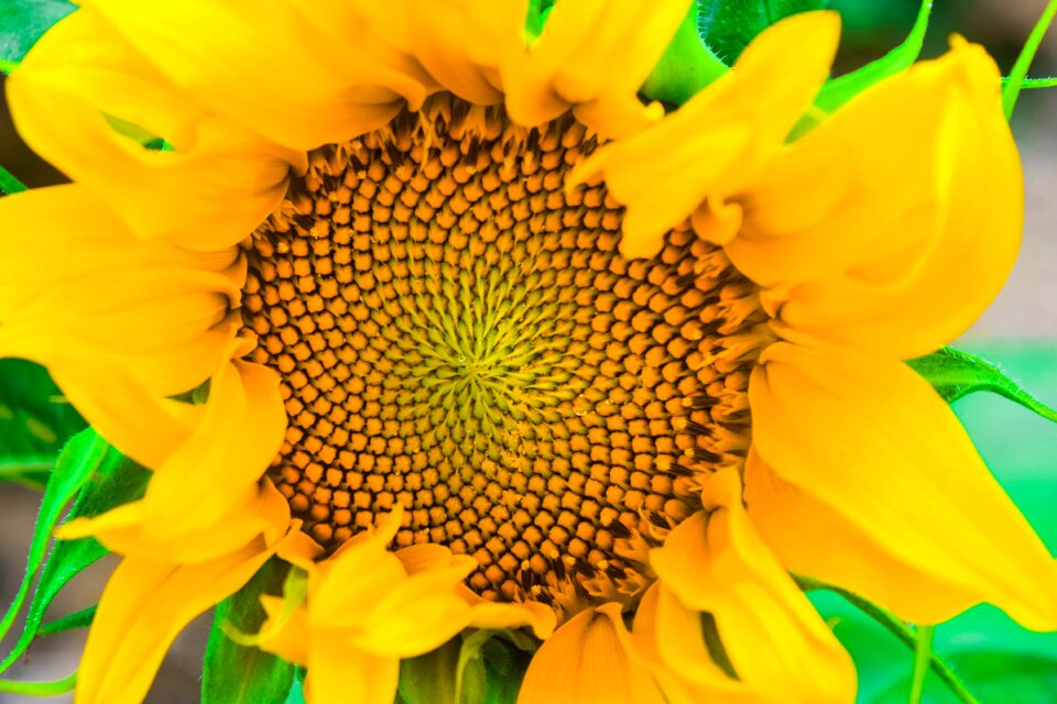 Flowers yellow nature