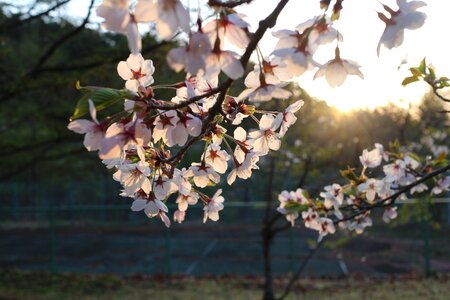 Sun the real sakura the morning sun photo