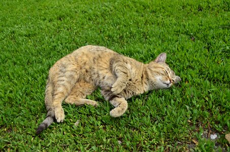 Grass fur cats photo