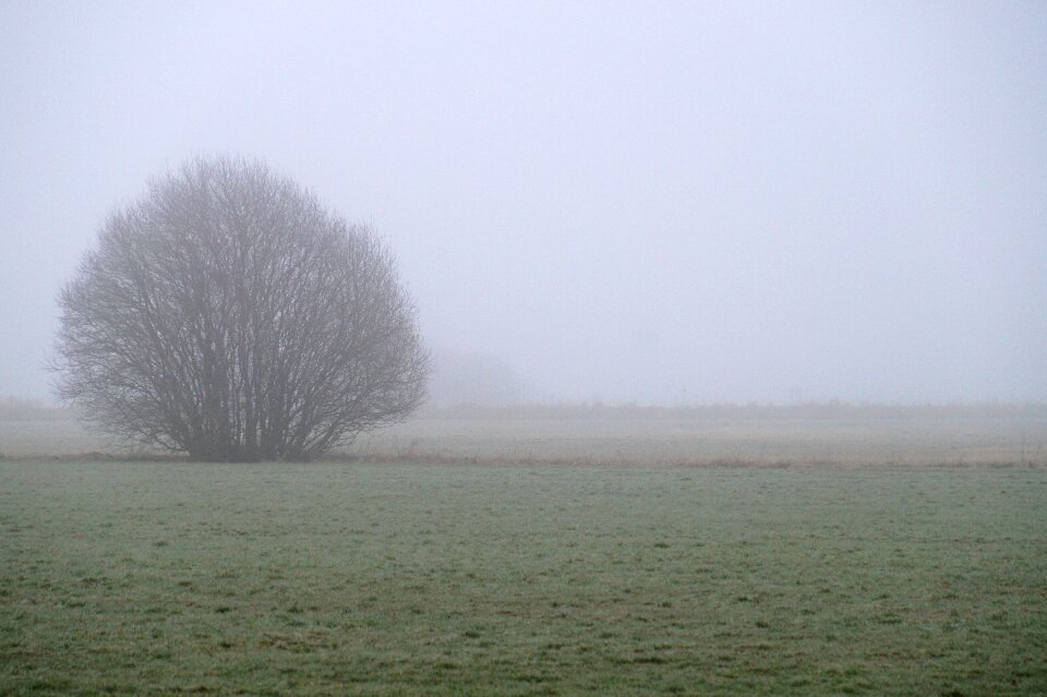 Mood tree morgenstimmung photo