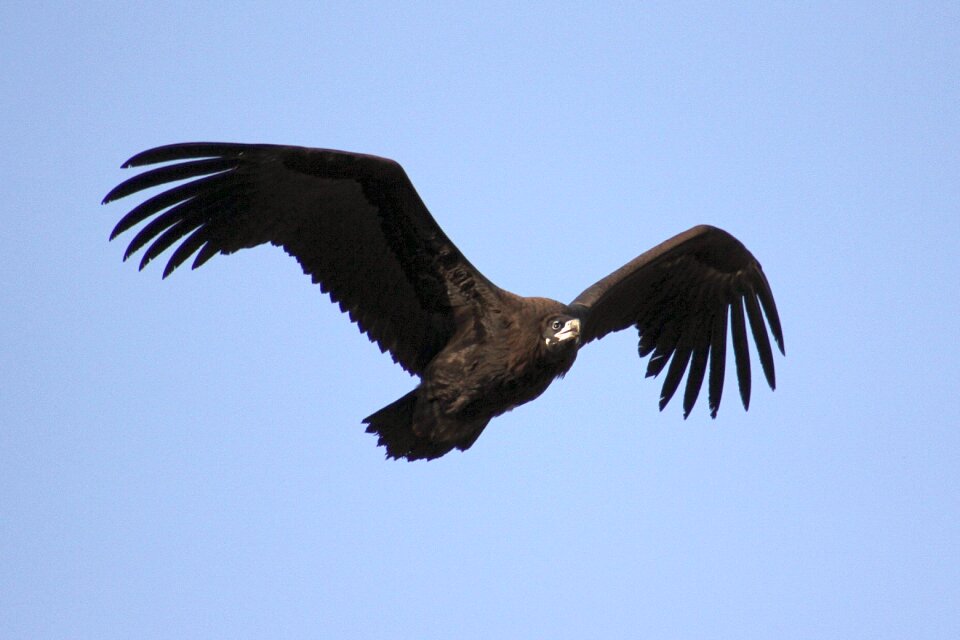 Eagle wing sky