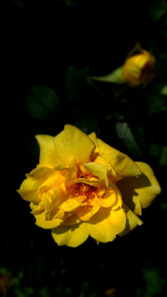 Flowers petals pollen