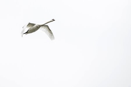Whooper swan white swan gracefully